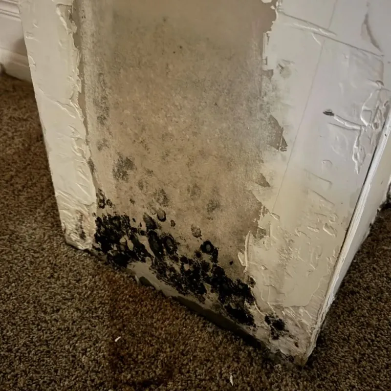 Professional Mold Removal in Central Waterford, CT